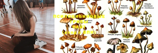 PSILOCYBIN Вязьма